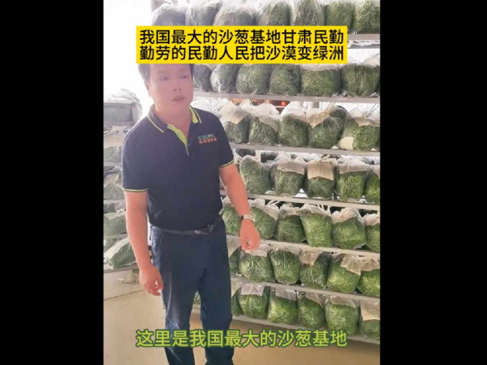 中國最大的沙蔥基地，民勤沙蔥發(fā)往全國各地