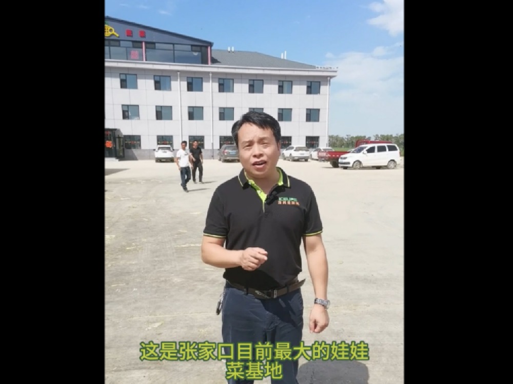 這里是河北省張家口最大的娃娃菜基地，這里的娃娃菜保質(zhì)保量供應(yīng)首都城市經(jīng)濟圈