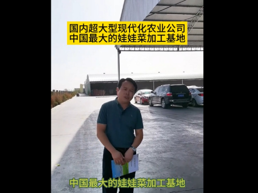 目前為止，國內(nèi)最大的娃娃菜種植加工基地在甘肅武威，這里的娃娃菜發(fā)往全國各地